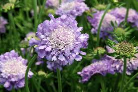 Duifkruid, schurftkruid - Scabiosa columbaria 'Butterfly Blue'