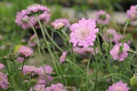 Duifkruid, schurftkruid - Scabiosa columaria 'Pink Mist'