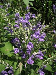 Glidkruid - Scutellaria incana
