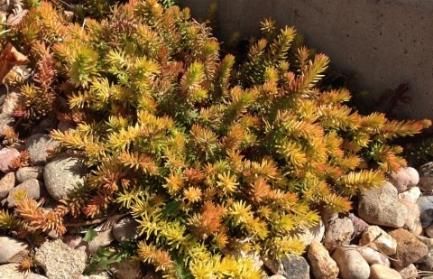 Vetkruid - Sedum reflexum 'Angelina'