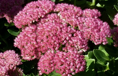 Vetkruid - Sedum 'Carl'