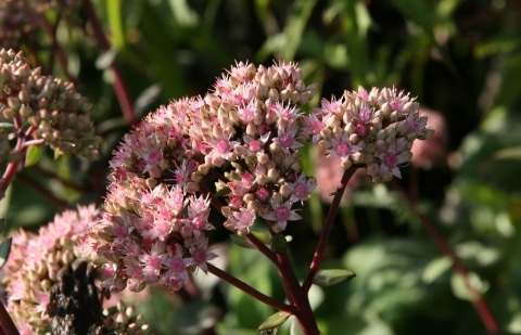 Vetkruid - Sedum 'Matrona'