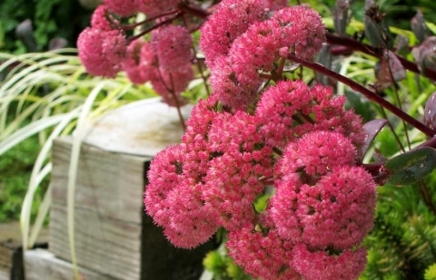Vetkruid - Sedum 'Red Cauli'