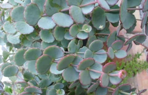 Vetkruid - Sedum sieboldii