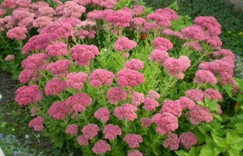 Vetkruid - Sedum spectabile 'Brilliant'