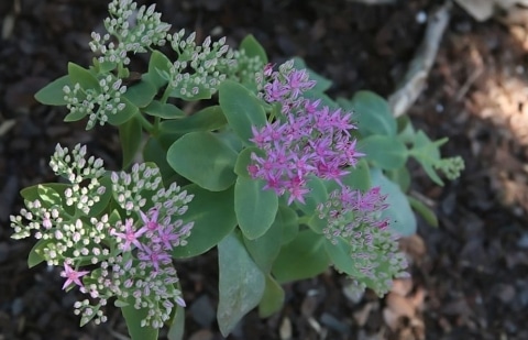 Vetkruid - Sedum spectabile 'Carmen'