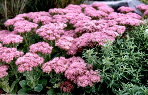 Vetkruid - Sedum telephium 'Herbstfreude'
