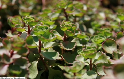 Vetkruid - Sedum spurium 'Fuldaglut'