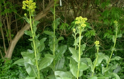 Kruiskruid - Senecio doria