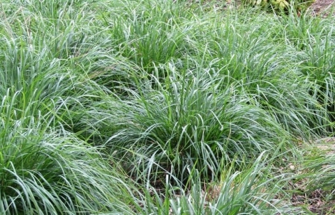 Blauwgras - Sesleria caerulea