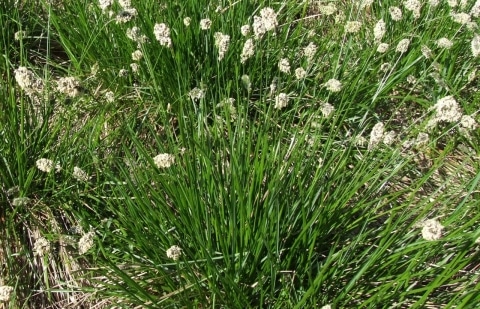 Blauwgras - Sesleria heufleriana