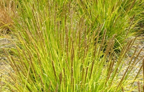 Blauwgras - Sesleria autumnalis