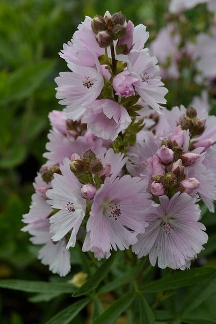 Griekse malva - Sidalcea 'Elsie Heugh'