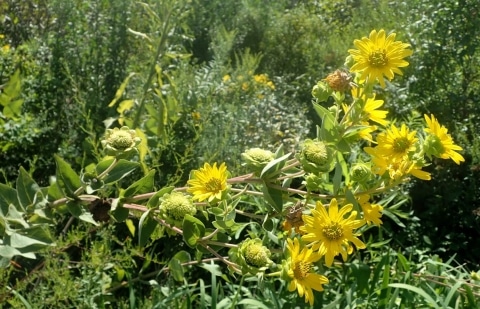 Kompasplant - Silphium integrifolium