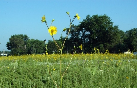 Kompasplant - Silphium terebinthinaceum
