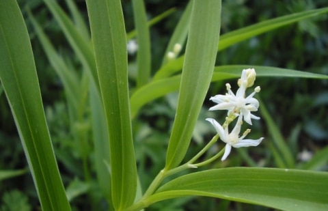 Valse salomonszegel - Smilacina stellata