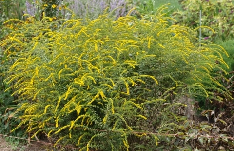 Guldenroede - Solidago rugosa 'Fireworks'