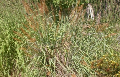 Indianengras - Sorghastrum nutans 'Sioux Blue'