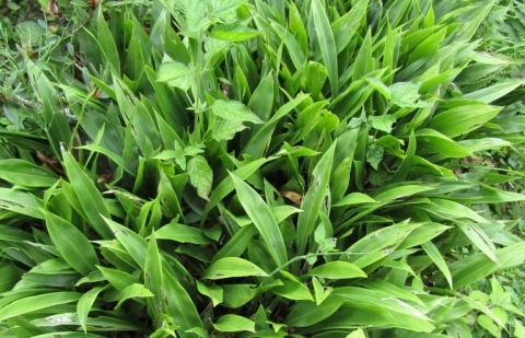 Speirantha - Speirantha convallarioides