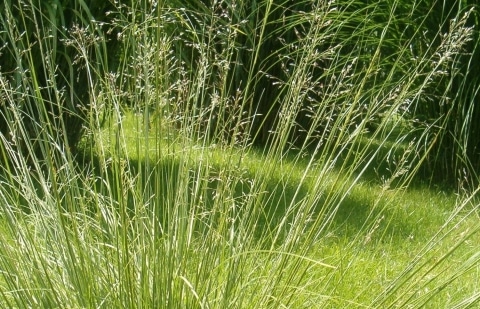 Parelgras - Sporobolus heterolepsis