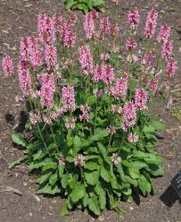 Ezelsoor - Stachys macrantha 'Pink Form'