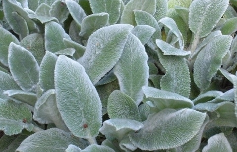 Ezelsoor - Stachys byzantina 'Silver Carpet'