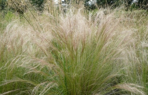 Vedergras - Stipa tenuissima 'Ponytails'