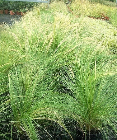 Vedergras - Stipa tenuissima