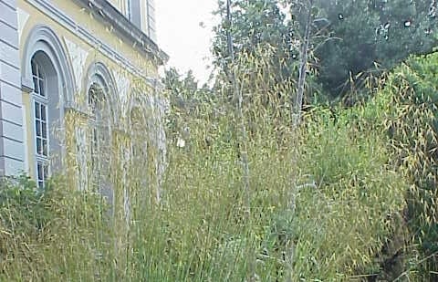 Vedergras - Stipa gigantea