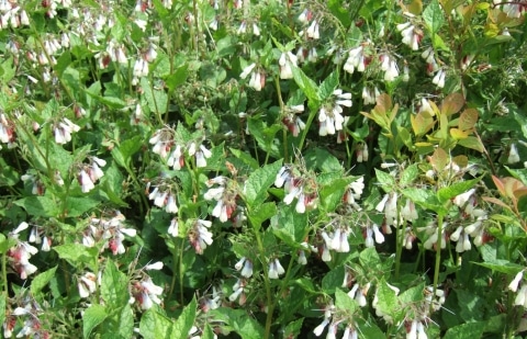 Smeerwortel - Symphytum grandiflorum