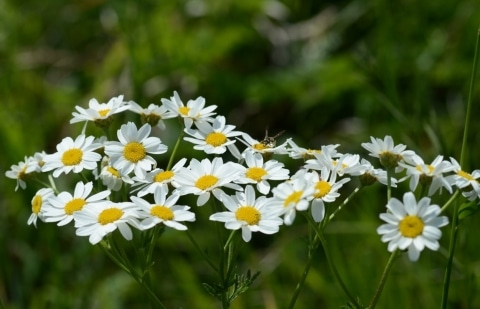 Wormkruid, moederkruid - Tanacetum corymbosum 'Festtafel'