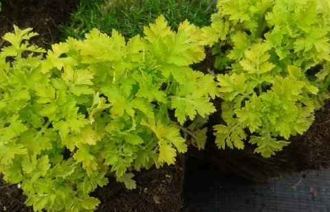 Boerenwurmkruid - Tanacetum vulgare 'Golden Fleece'