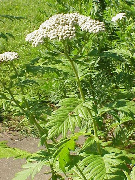 Wormkruid, moederkruid - Tanacetum macrophyllum
