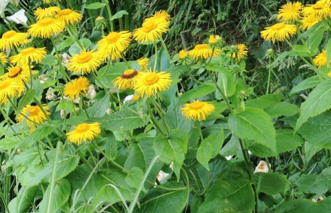 Koeienoog - Telekia speciosa