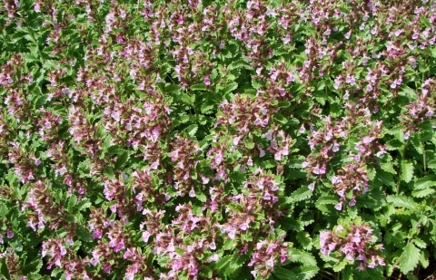 Gamander - Teucrium alpinum