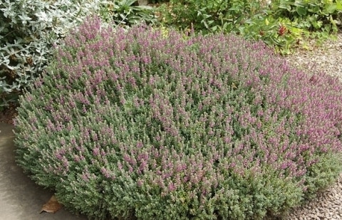 Gamander - Teucrium lucidrys