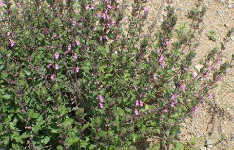 Gamander - Teucrium chamaedrys 