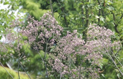 Ruit - Thalictrum 'Anne'