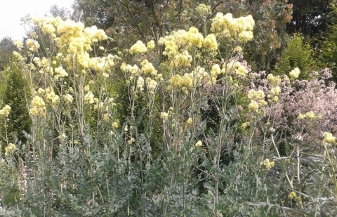 Ruit - Thalictrum flavum 'Tukker Princess'