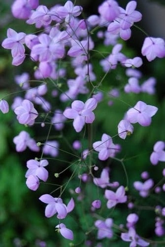 Ruit - Thalictrum delavayi 'Splendide'