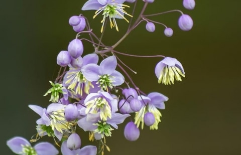 Ruit - Thalictrum rochebrunianum