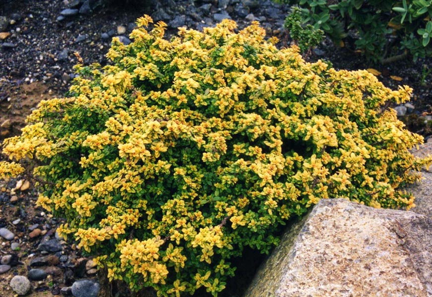 Tijm - Thymus citriodorus 'Aureus'