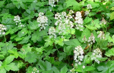 Schuimbloem, schuimkaars - Tiarella cordifolia