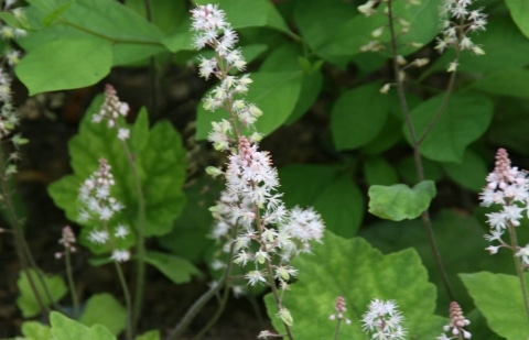 Schuimbloem, schuimkaars - Tiarella wherryi