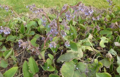 Oriëntaals komkommerkruid - Trachystemon orientalis