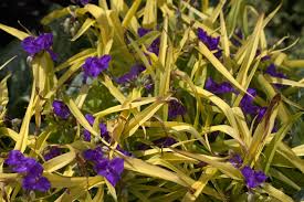 Eendagsbloem - Tradescantia 'Sweet kate'