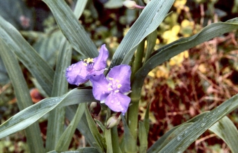 Eendagsbloem - Tradescantia 'Little Doll'