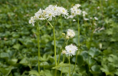 Trautvetteria - Trautvetteria carolinensis