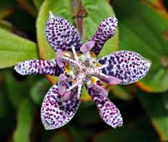 Paddenlelie, arme luis orchidee - Tricyrtis 'Empress'