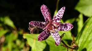 Paddenlelie, arme luis orchidee - Tricyrtis formosa 'Dark Form'